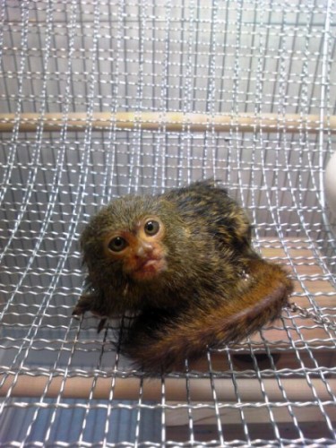 ピグミーマーモセット