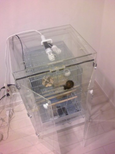 ピグミーマーモセットの保温ケース