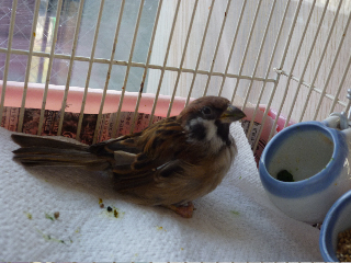 �P�K�����X�Y����ی�