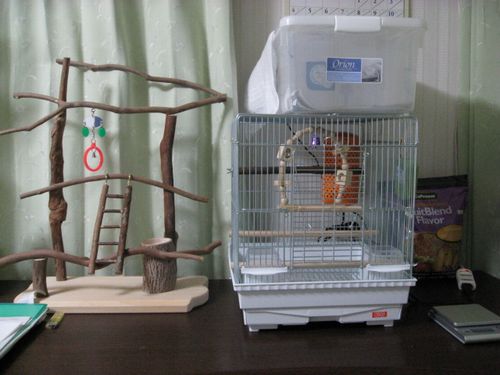 �R�U�N���C���R�̂��}���̏���