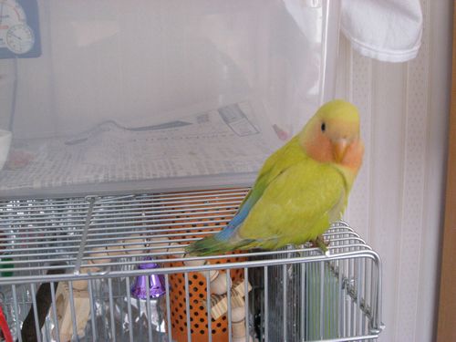 �R�U�N���C���R