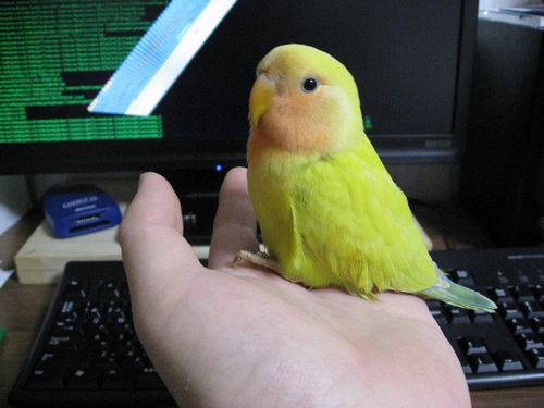 ��̂Ђ�ɏ��R�U�N���C���R