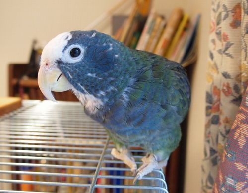 ���L�V�R�V���K�V���C���R