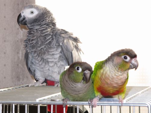 3�H�̃C���R