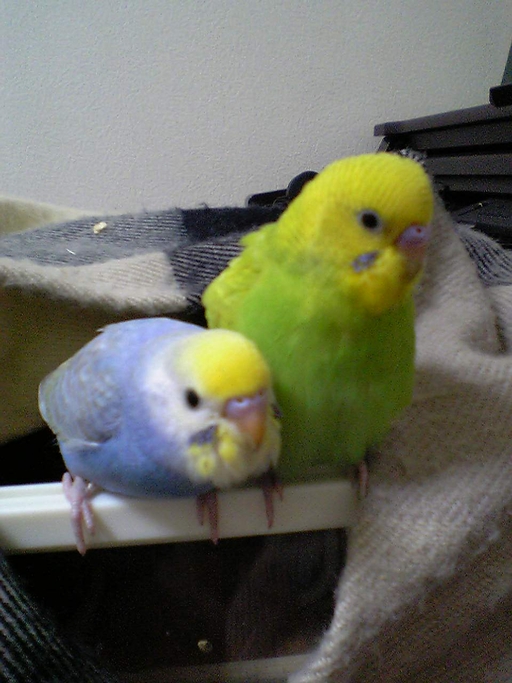 �Z�L�Z�C�C���R