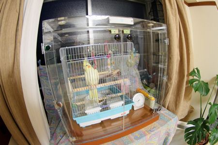 �I�J���C���R�̃A�N�����P�[�X