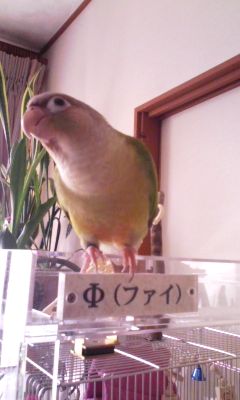 �E���R�C���R