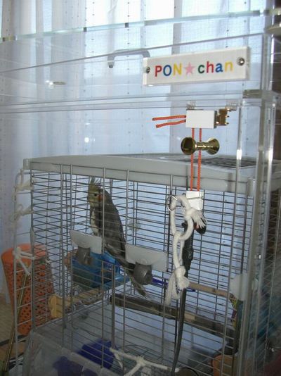 オカメインコのアクリルケース