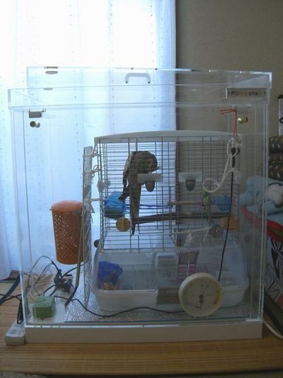 羽繕いするオカメインコ