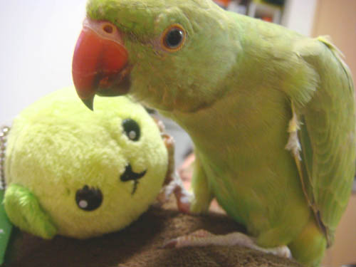 ���J�P�z���Z�C�C���R