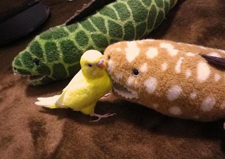 �ʂ�����݂ƗV�ԃZ�L�Z�C�C���R