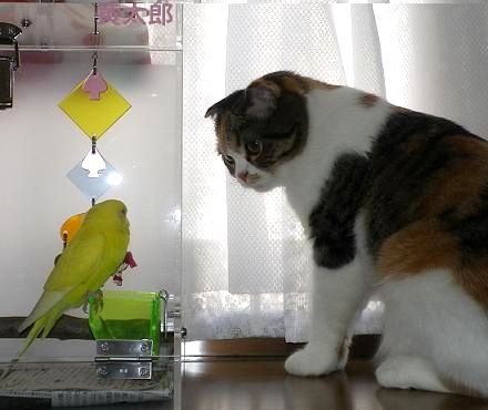 �Z�L�Z�C�C���R�����߂�l�R