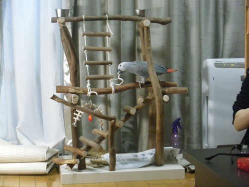 �o�[�h�W���ŗV�ԃ��E��