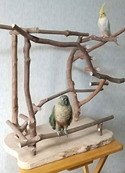 �o�[�h�W��no486/�n�b�s�[�P�[�X