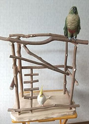 �o�[�h�W��no487/�n�b�s�[�P�[�X