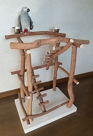 �n�b�s�[�P�[�X�@�o�[�h�W���@no498