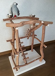 �o�[�h�W��no498/�n�b�s�[�P�[�X