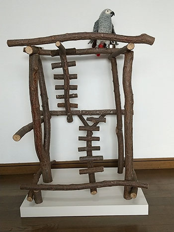 �n�b�s�[�P�[�X�@�o�[�h�W���@no499