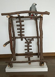 �o�[�h�W��no499/�n�b�s�[�P�[�X