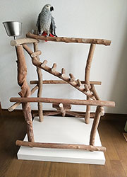 �o�[�h�W��no500/�n�b�s�[�P�[�X