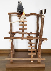 �o�[�h�W��no501/�n�b�s�[�P�[�X