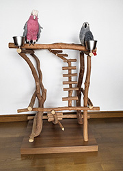 �o�[�h�W��no503/�n�b�s�[�P�[�X